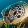 seaturtles791